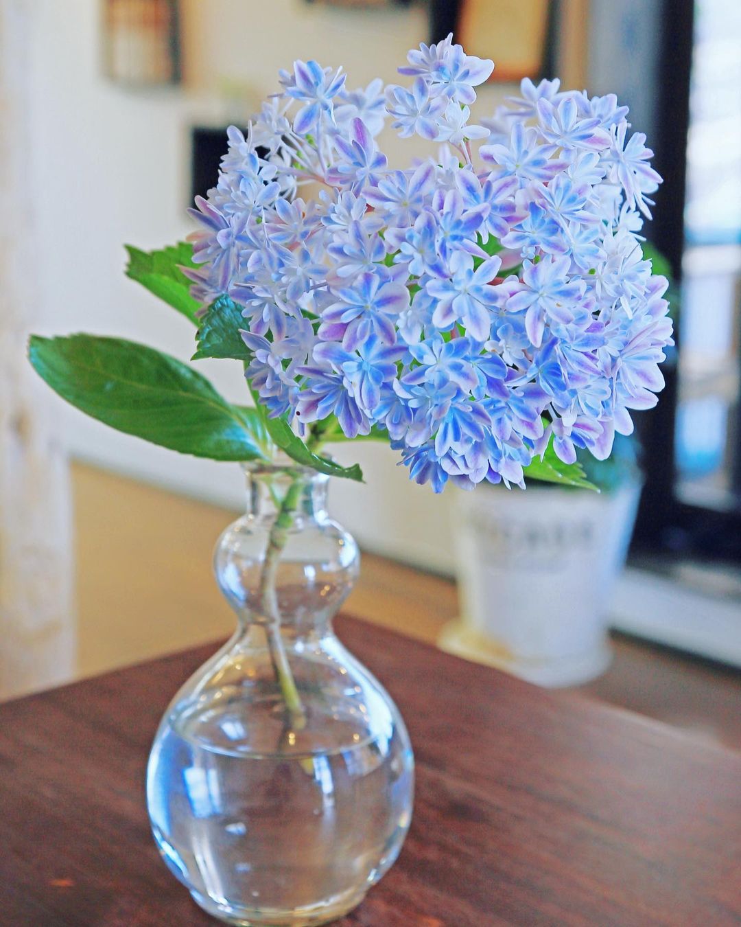 這繡球花好美 日本浪漫新品種 萬華鏡紫陽花 渲暈 雙色漸層 融化少女心 日本風向球