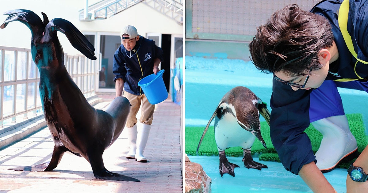畫風超不一樣 水族館休園曬 飼育員有愛帥照 網激動 以後一定去現場 日本風向球 畫風超不一樣 水族館休園曬 飼育員有愛帥照 網激動 以後一定去現場 日本風向球